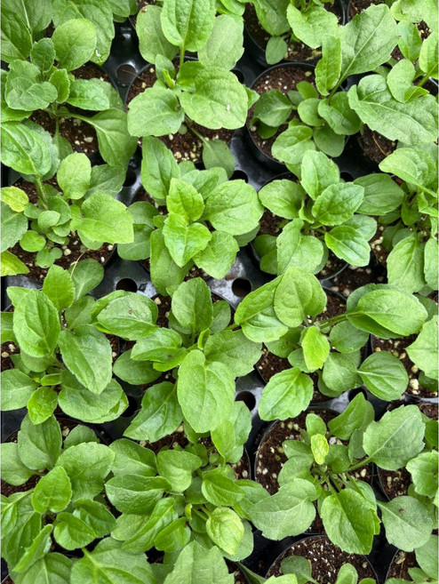 부지깽이 나물 모종 1컵 울릉도취나물, 1개