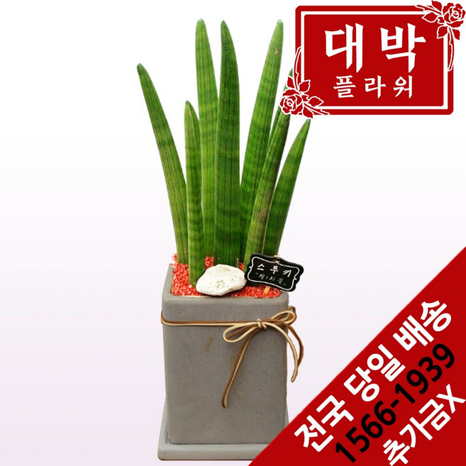 대박플라워 스투키 개업화분 집들이 인테리어 공기정화식물 관엽식물 꽃배달, 1개