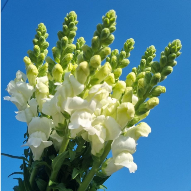 (설레임꽃) 금어초 생화 택배 농장직송 꽃배달싼곳 화훼농가돕기, 1개, 화이트