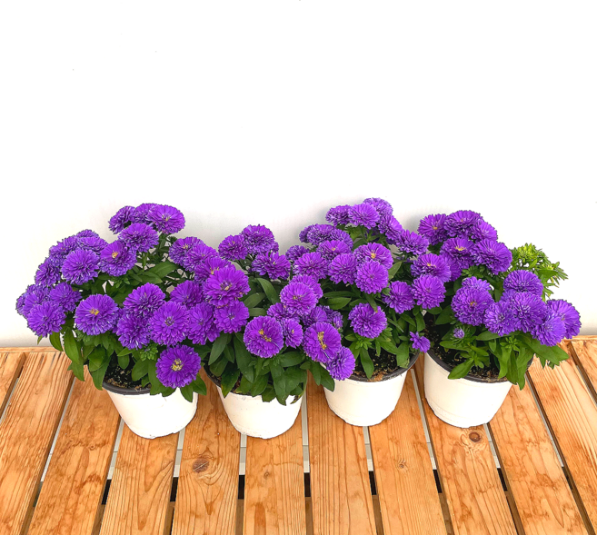 가을국화 겹아스타 아스타국화 공작아스타 보라3+1, 1개