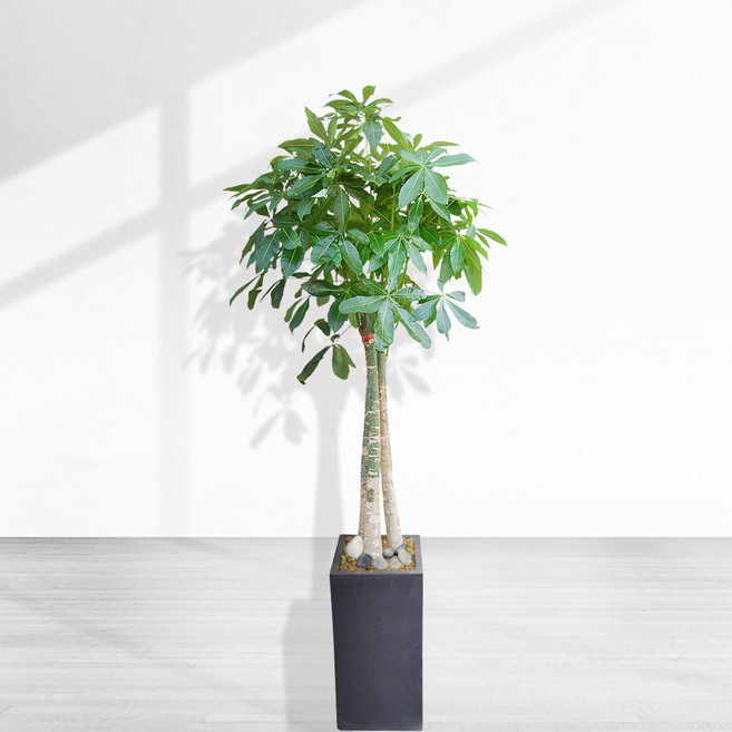 파키라 [개업화분 화환 동양란 서양란 반려식물 키우기 축하화환 조화 오브제화환 꽃바구니], 1개, 스페이스 화이트 파키라 화분