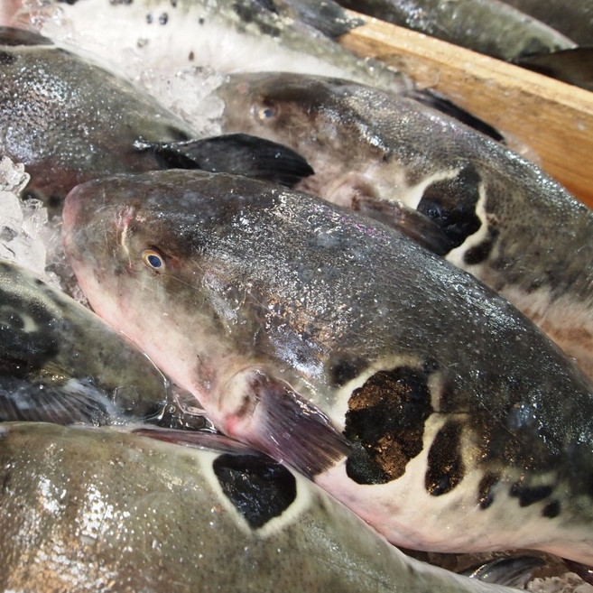 손질복어 생물복어 참복 500g(1-2마리) 생복어 검복 복어지리 복매운탕 복어요리, 생물참복(생물검복) 500g(1-2마리), 1개