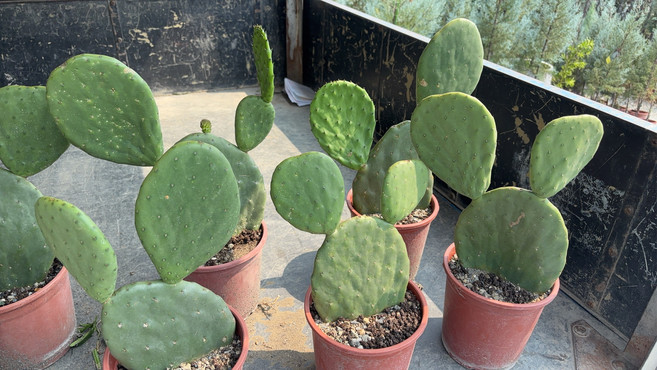 仙人掌盆栽 - 室內綠植盆栽, 綠, 1個