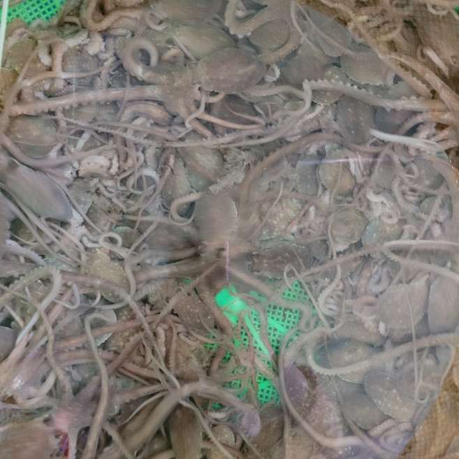 살아있는 목포뻘낙지 소사이즈 10마리, 1세트
