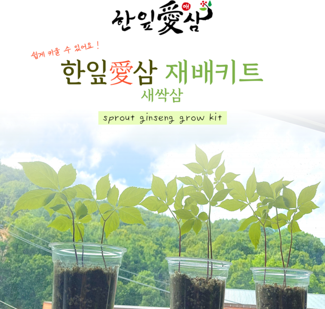 한잎애삼 새싹인삼 재배키트(10세트 40뿌리), 1개