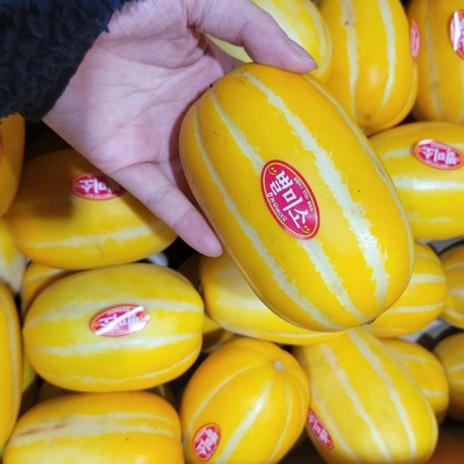 달달과수원 고당도 꿀 참외 특품 로얄사이즈, 1개, 가정용10kg(랜덤과) 반품불가