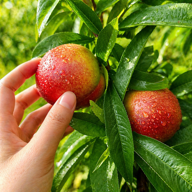 산지직송 신비복숭아 중소과(13과내외), 1개, 2kg(20과내외/중대과)