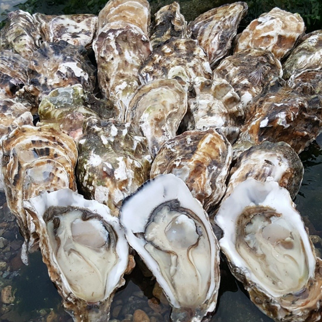 완벽세척 완도 생산자직송 석화 각굴 생굴 하프셀 10kg 5kg 3kg 1kg 석화찜 굴구이, 완벽세척석화5kg, 1개, 석화 5kg