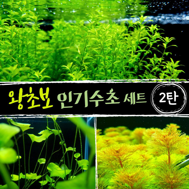 [미초] 키우기 쉬운 왕초보 수초 세트 [2탄] (펄그라스+타이완가가부타+암브리아) / 초보자 수초 / 수초 세트 / 구피 수초 / 치어 수초, 1개