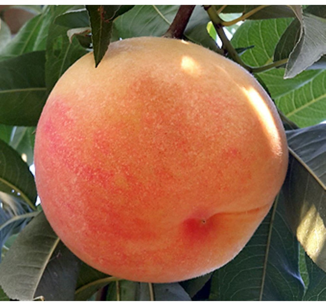 나무1번지- 황도복숭아 나무 묘목 1년생 특묘, 1개, 황도복숭아 특묘