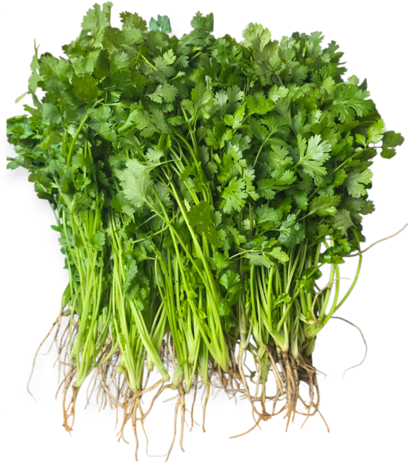 고수 ( Ngo ri) 500g/아시아 농장 송소희, 1개