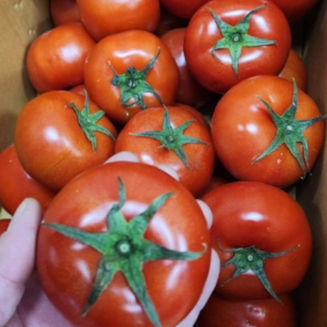 <과일싸다구> 완숙 찰 토마토 쥬스용, 소과5kg, 1개
