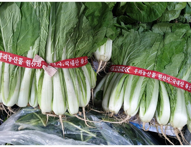 [오전수확] 국내산 얼갈이 배추 김치용, 1개, 4kg