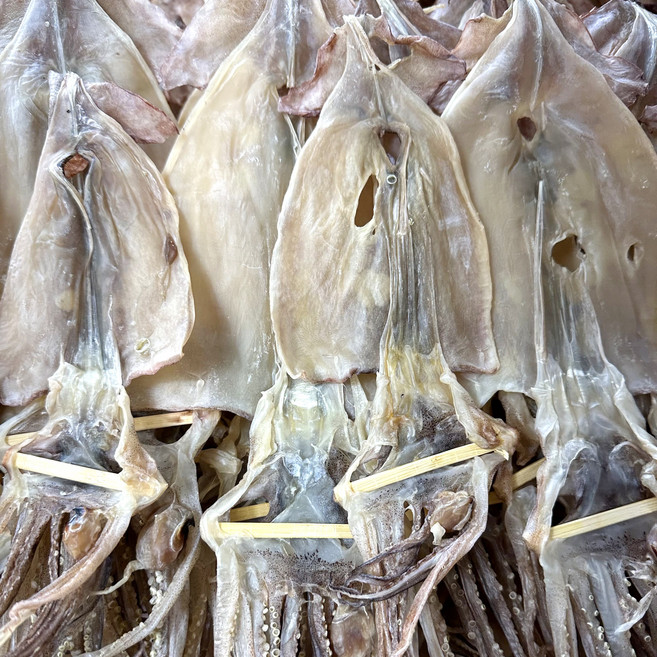 동해안 해풍 마른오징어 파품 건오징어 파지 오징어, 1개, 500g (4~8미 내외)