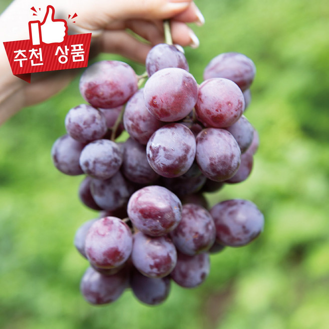 수입산 거봉포도 레드글로브 적포도 거봉 생과, 1박스, 800g x 1팩