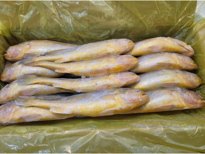 부세조기 3.4kg(12미), 1박스, 12미