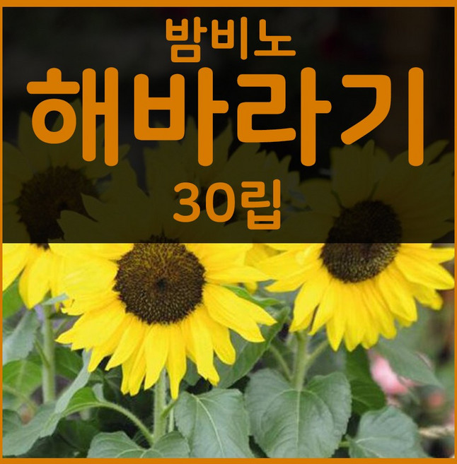 꽃씨몰 꽃씨 봄 파종 여름꽃씨 가을 노지월동 다년생 야생화 양귀비 종자 꽃씨앗, 1개