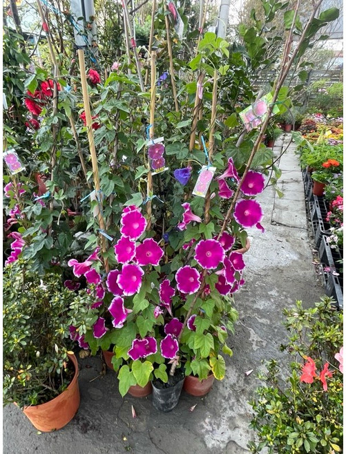 霏霏園藝 牽牛花爬藤盆栽
