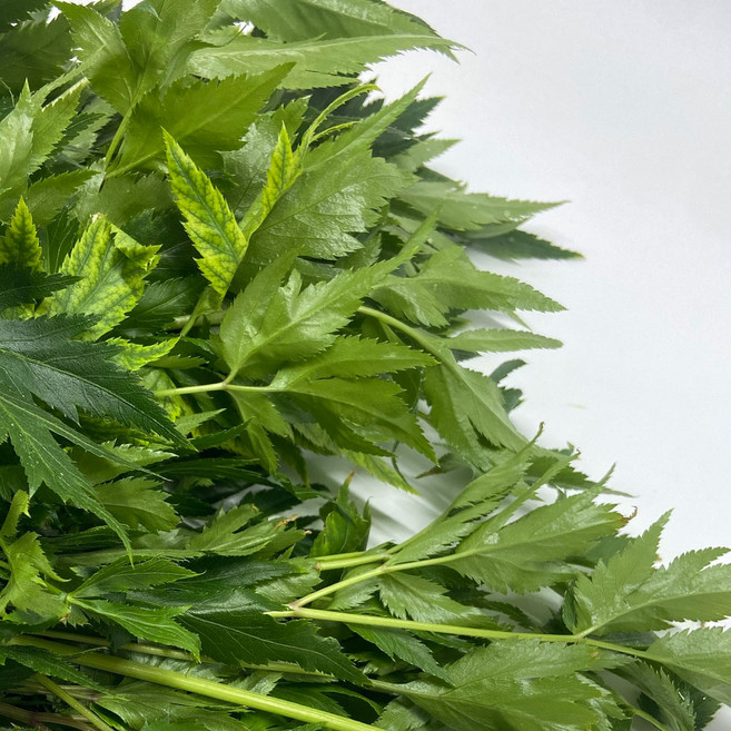 국내산 당귀잎 생당귀 쌈채소, 1개, 200g