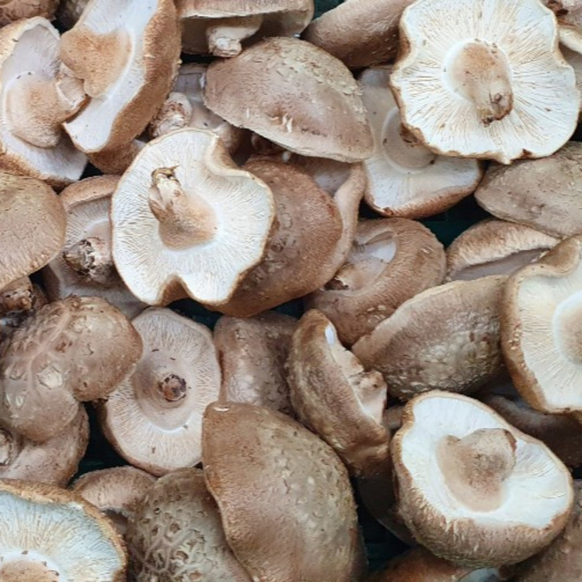 [예산농장-생표고버섯] 실속형 가성비 (무료배송) 가정용으로 추천 [ 못] 다시용 가루용 대량용 육수용 김장용 식당용 건조용 농장직송, 못난이 6kg, 1개