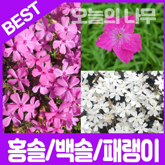 홍솔 백솔 사계패랭이 다년생 꽃잔디 50포트 판매중, 1개, 백솔 50포트