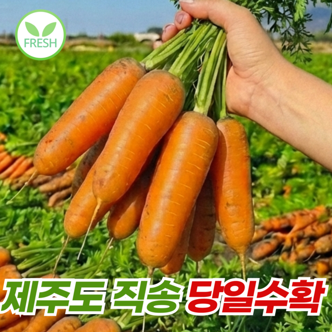 안군농원 당일수확 국내산 제주 구좌 당근, 1박스, 제주 구좌 당근 특 3kg