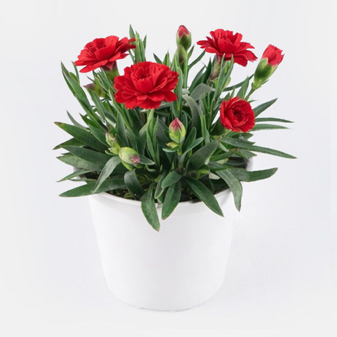 갑조네 향카네이션 카네이션 꽃 화분 모종 향기나는꽃 노지월동 어버이날, 1개, 빨강
