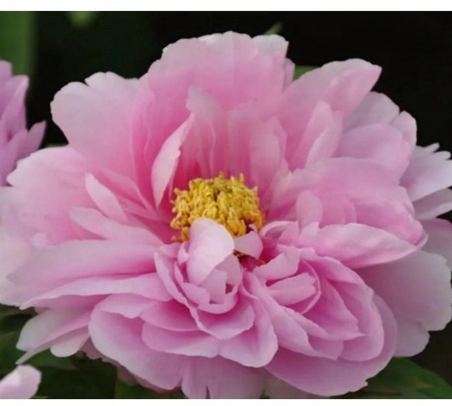 광일농원 루화시옥 목단 겹목단 개화주 3~4가지, 1개