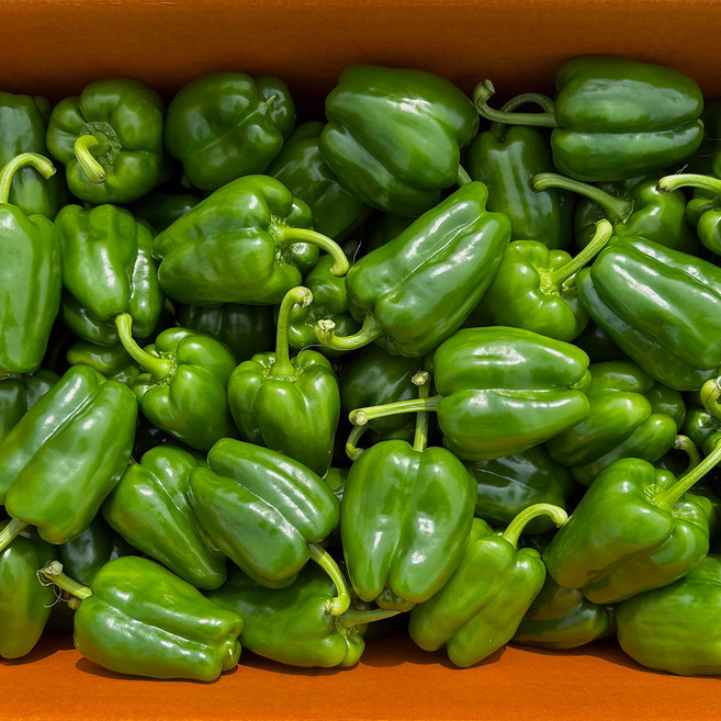 농진사 청피망 초록피망 국내산, 1개, 10kg