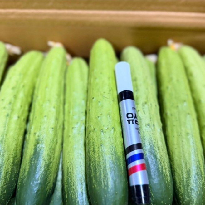 백다다기 오이 (상) 백오이 백다다기 오이지 10kg 중도매인 당일경매, 1박스, 백다다기 상