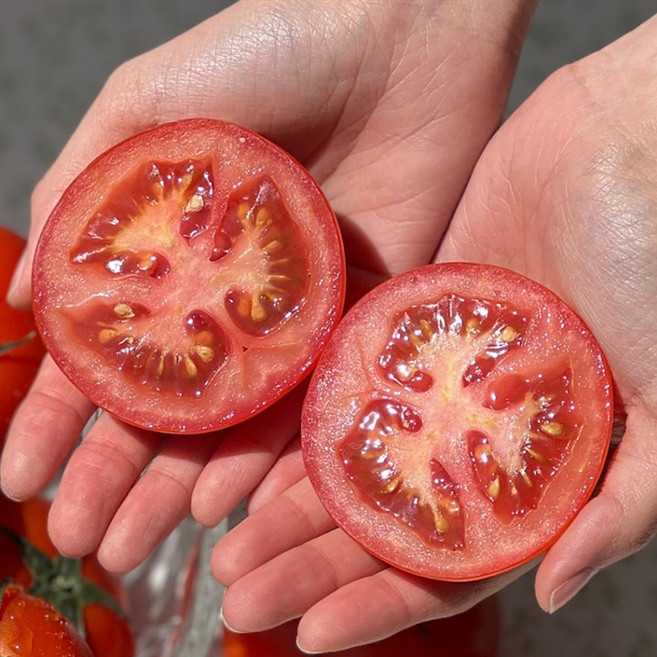 [농장직송] 달다팜 싱싱한 정품 완숙토마토 1박스 5KG 대과, 10KG