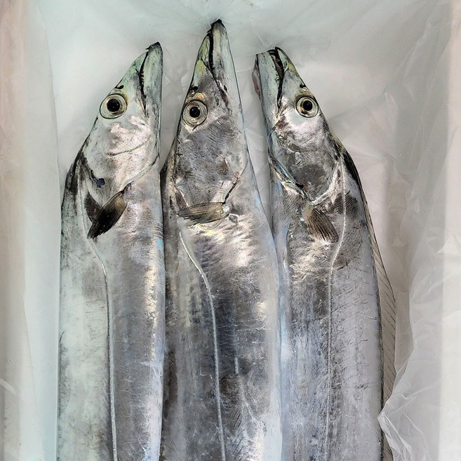 새벽경매 제주갈치 생갈치, 생물갈치 프리미엄 900g 2마리 1.8kg, 1개