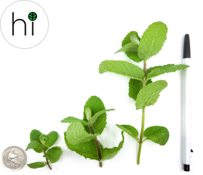 [허브아이] 애플민트 [작은잎], 30g, 1개