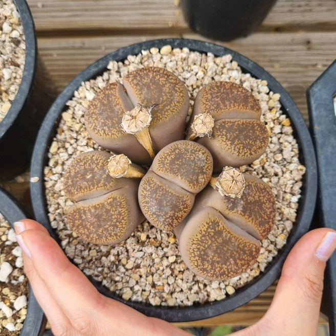 (다육이)리톱스 1두 / 다육 반려 희귀 식물 리톱스키우기 공기정화, 1개