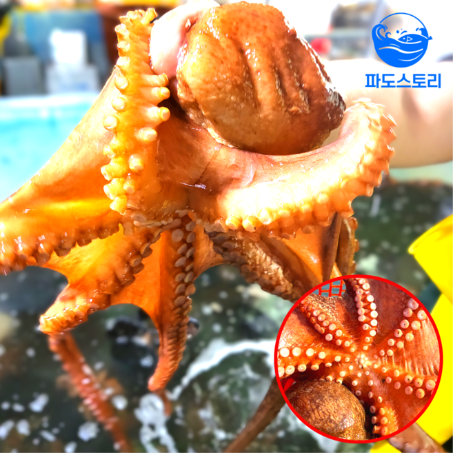 파도스토리 통영 자연산 돌문어 당일조업 산지직송, 1개, 2kg(2~6미)