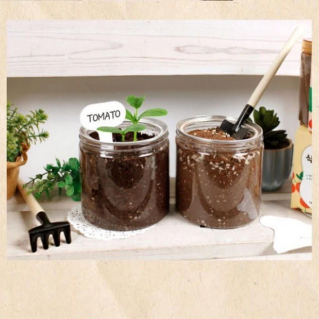 식물 키우기 키트 딸기 바질 고수 어린이 원예키트 kdy*8930tP, 03고수, 1개