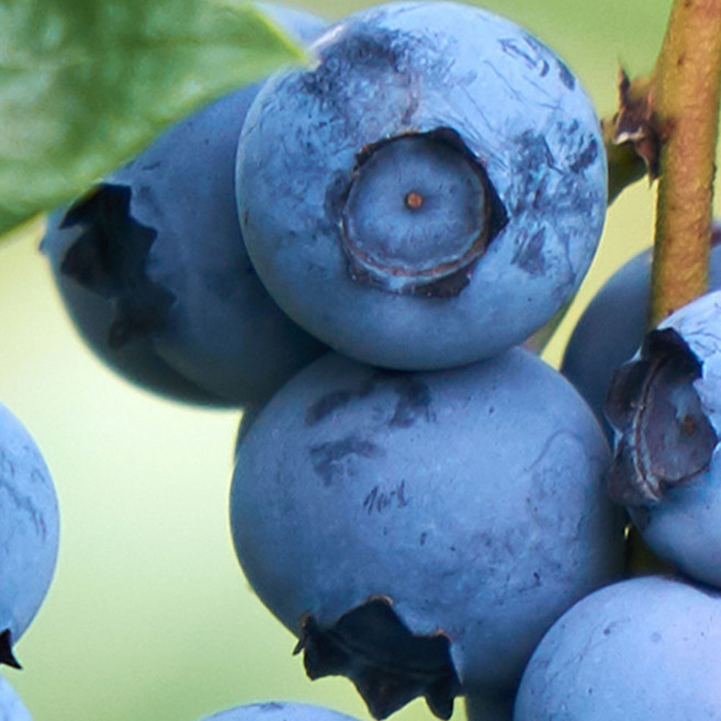 [충북농원] 블루레이 (블루베리) 묘목 - 3년생 포트묘, 3년생/포트, 1개