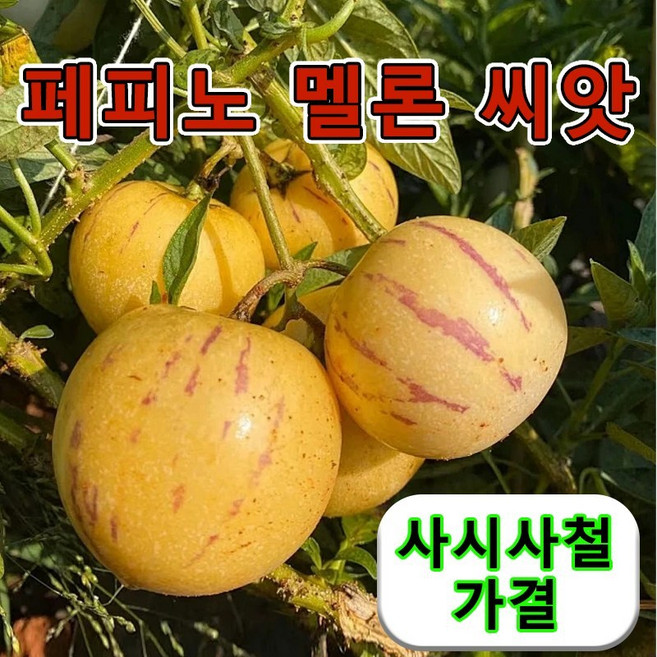 페피노 멜론 씨앗노란 과육 인생과 분재 씨앗 건강 지표강하160알400알800알1600알/당일출하, 160개