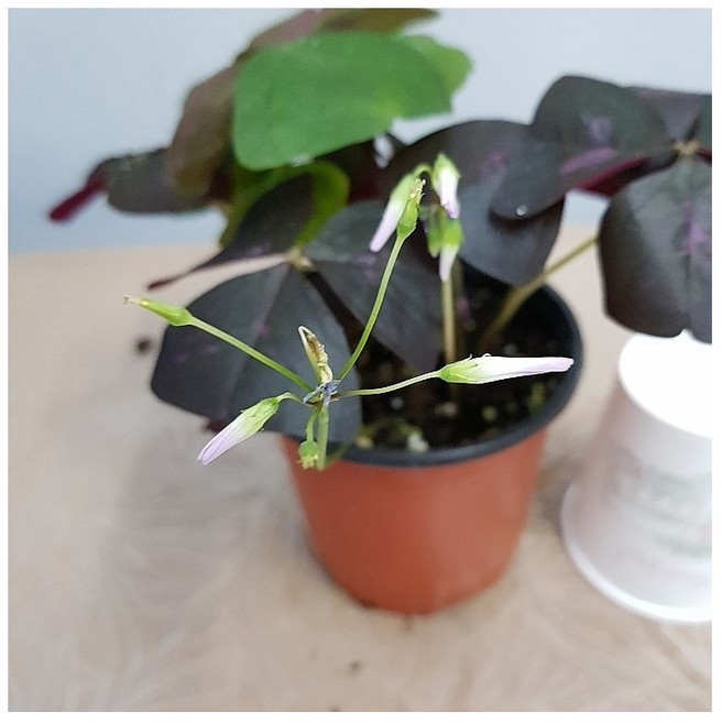 [플라워사랑] 사랑초 가을 겨울에 피는 꽃~ 샵 둘러보고 가세요~, 1개, 와인, 와인사랑초