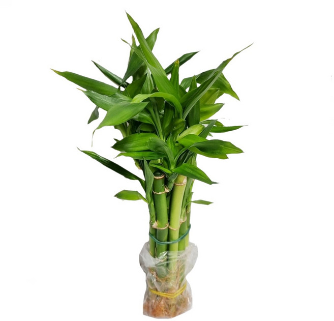 도도팜 개운죽20cm (10개) (20개) (50개) (100개) 잎(x)수경식물 공기정화식물 미세먼지제거, 01. 개.운.죽20cm(10p) 1개