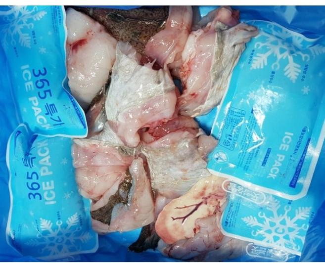 (전우수산) 당일조업 생아귀 생물아귀 국내산, 1개, 1KG