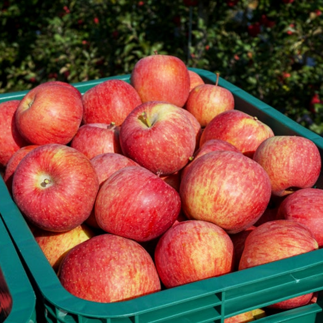 딱 130박스만 문경 농원 과즙폭발 햇 사과 부사 10KG 대과, 1박스