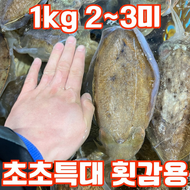 [하루20박스] 국내산 생물 갑오징어 횟감용 초특대, 1박스, 1kg(2~3미)