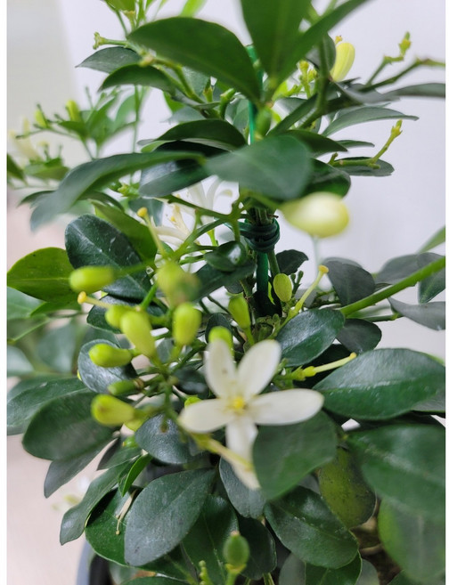 봄봄 오렌지 자스민 중품 15센지분, 1개