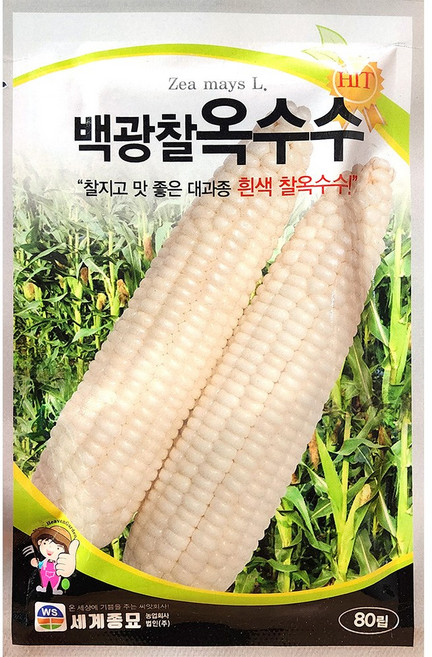 조생종 옥수수 종자 대학찰 검정 흑찰옥수수 씨앗 80립 [농사농]