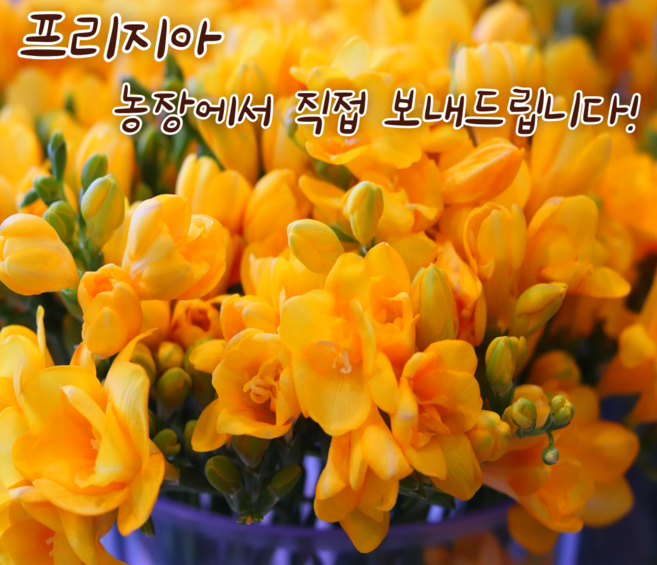 [아트플라워] 후리지아 행사(2단보내드립니다) 프리지아 생화꽃 농장직송 꽃도매 생화꽃다발 1단, 노란색, 20개