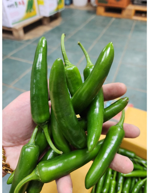 [특품] 모닝고추 아삭이 풋고추 오이맛고추 특 1kg 5kg, 모닝고추 1kg, 1개