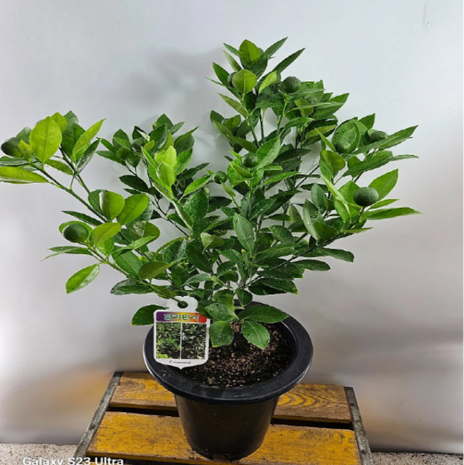 깔라만시(한목대) 새로입고 높이 40~50cm, 1개