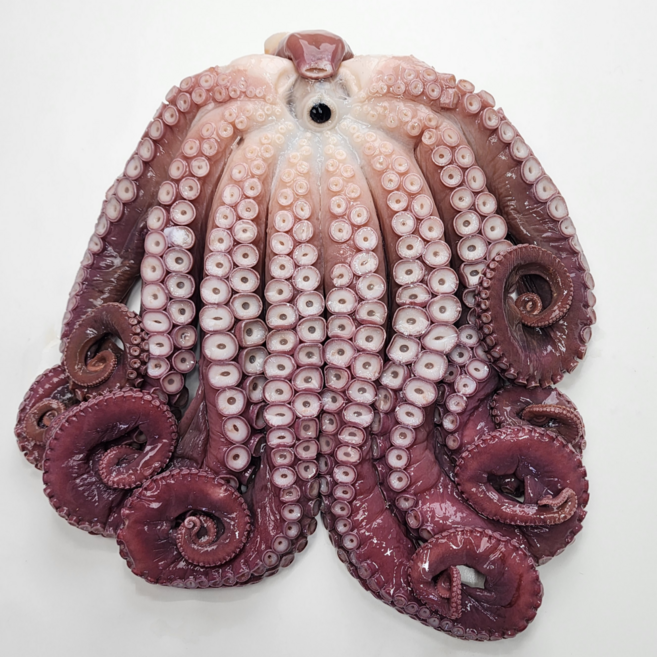 산지직송 참문어 포항동해안 대왕문어 1.5kg-2kg, 1개, 자숙냉동2.5kg(실무게1.6kg내외)