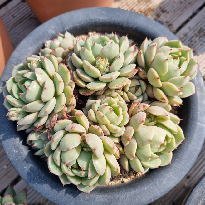 [수암다육] 벤바디스 랜덤발송 Echeveria 'Ben Badis' 랜덤발송 다육 다육이 다육식물 421, 1개